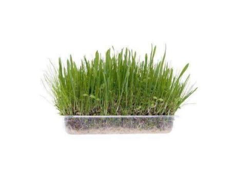 Karlie Soft Grass For Rodents - 60g Supply